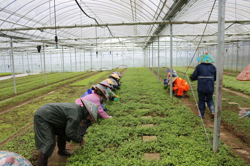 全国蔬菜供应总体有保障 新增蔬菜播种面积506万亩